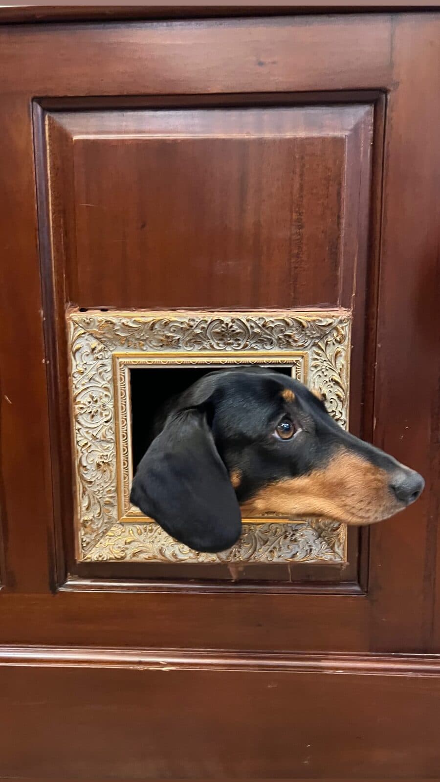 Un teckel asomado a un pequeño marco dorado encajado en el mostrador de madera.