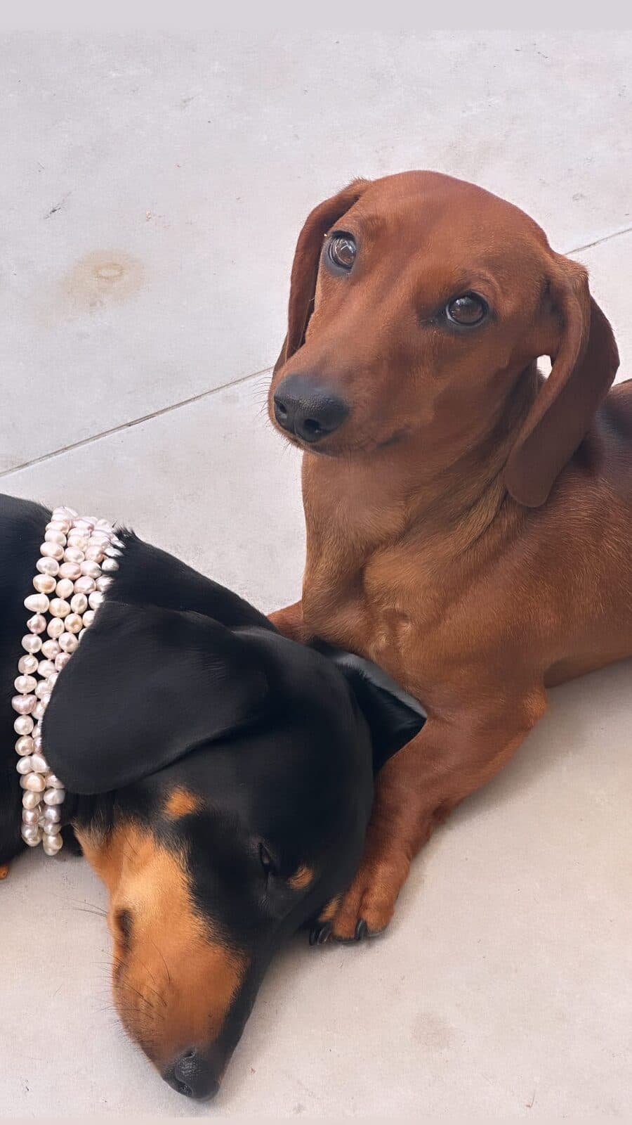 Two dachshunds lying together, one wearing strands of pearls.
